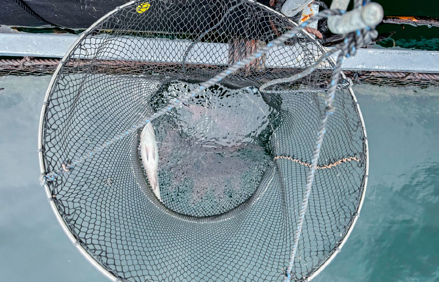 獲れた魚