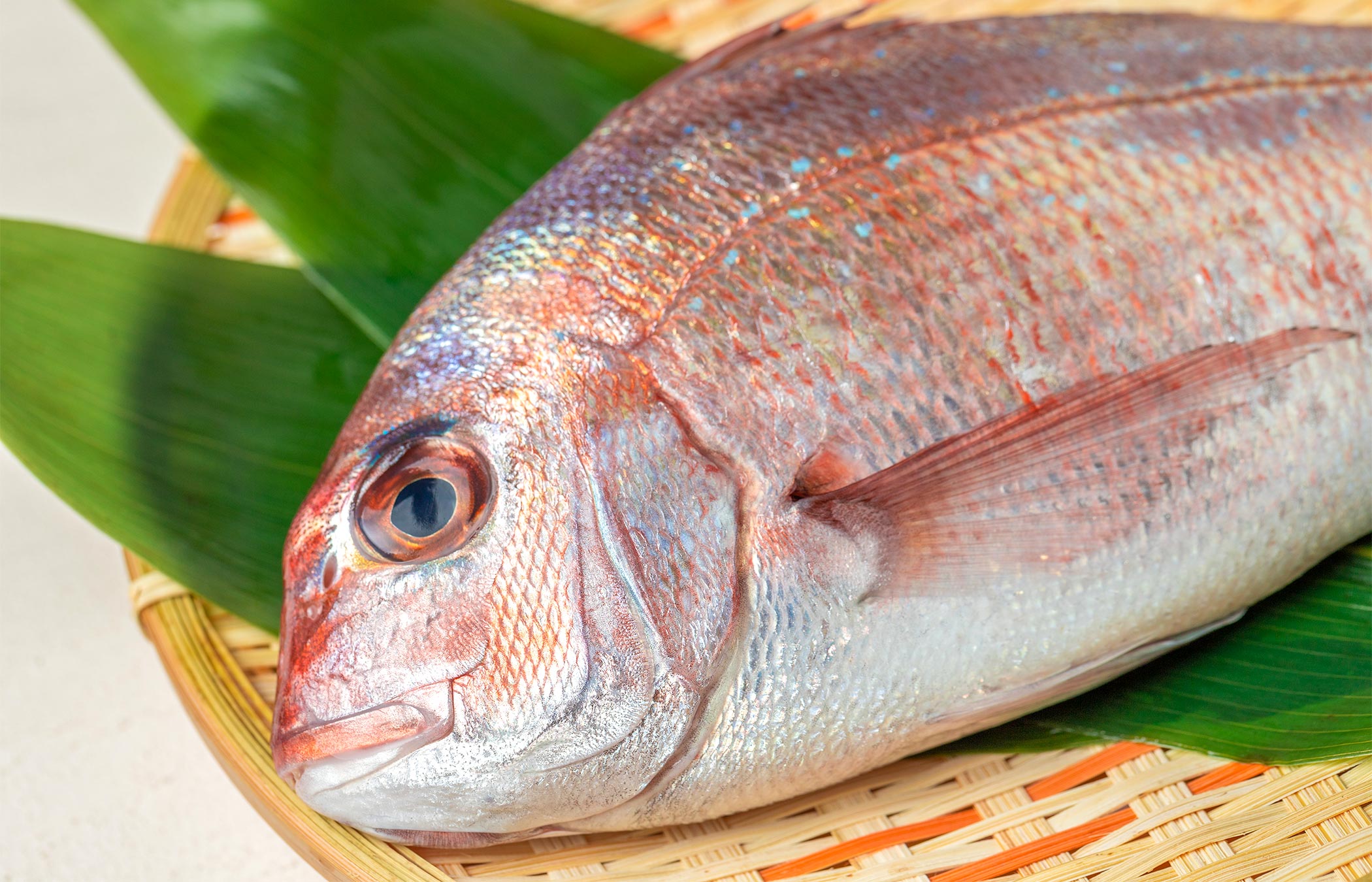 鮮魚